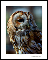 Tawny Owl - Isle of Wight