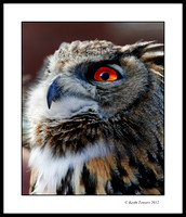 Eurasian Eagle Owl - Isle of Wight