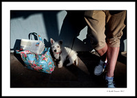 Guard Dog - Henley on Thames