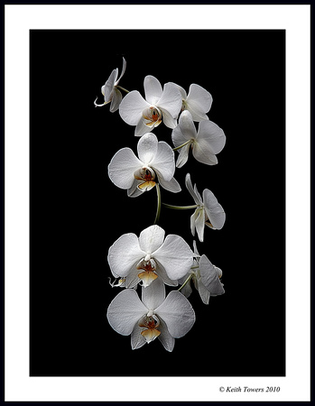 White Dendribium Orchid - Studio