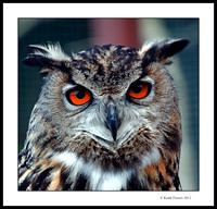 Eurasian Eagle Owl - Isle of Wight